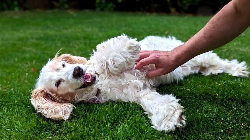 Cães respondem a cócegas? Estudo investiga reação canina