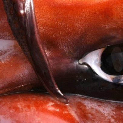 Controles modestos à frota de lulas no Pacífico Sul em reunião de pesca