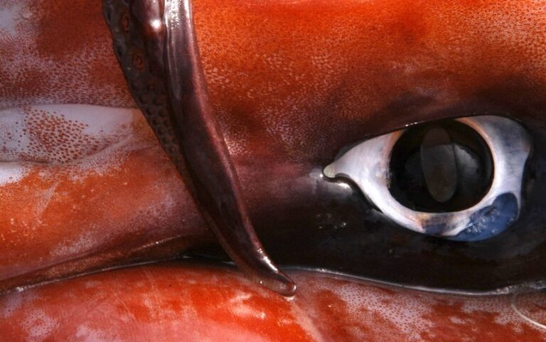 The eye of a jumbo flying squid (Dosidicus gigas), photographed off Calfornia, U.S. Image by joescience1 via iNaturalist (CC BY-NC 4.0).