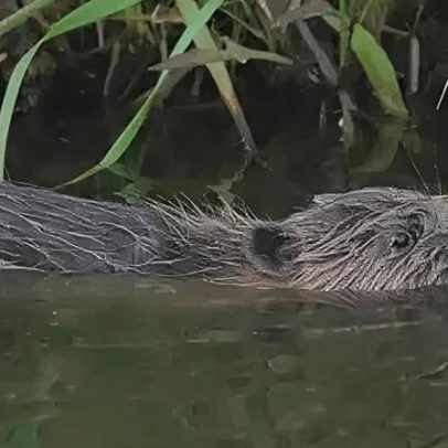 Castor capturado duas vezes em armadilha de monitoramento