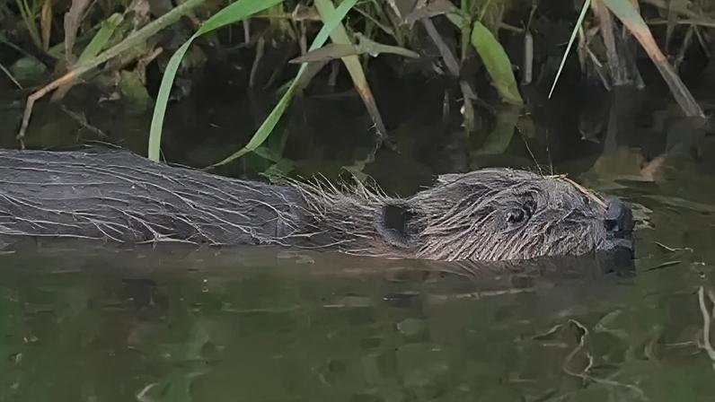 Castor capturado duas vezes em armadilha de monitoramento