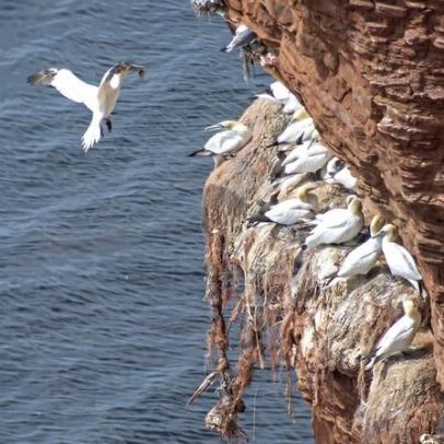 Aves marinhas constroem ninhos com lixo plástico na costa da Alemanha