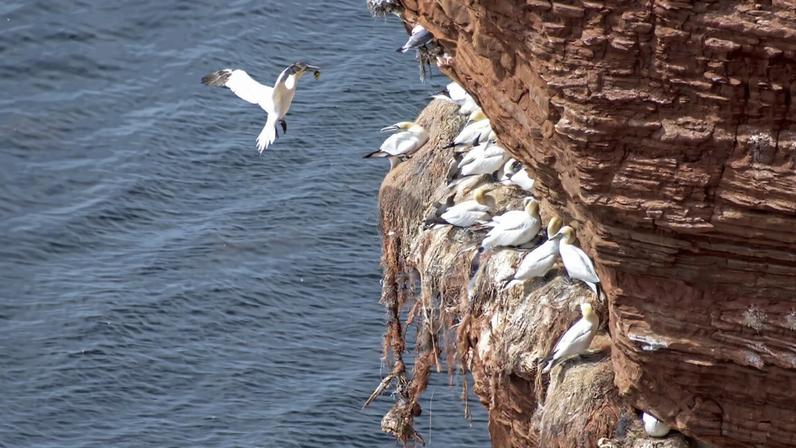 Northern gannet (*Morus bassanus*) nest made largely of plastic debris. All images courtesy of Martin Brogger.
