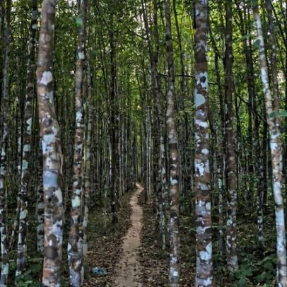 Planteadores presos pela degradação florestal; Bangladesh falha em agarwood