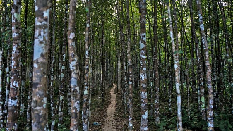 Planteadores presos pela degradação florestal; Bangladesh falha em agarwood