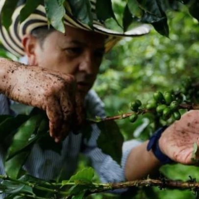 Colômbia registra queda de 36% na produção de café em fevereiro
