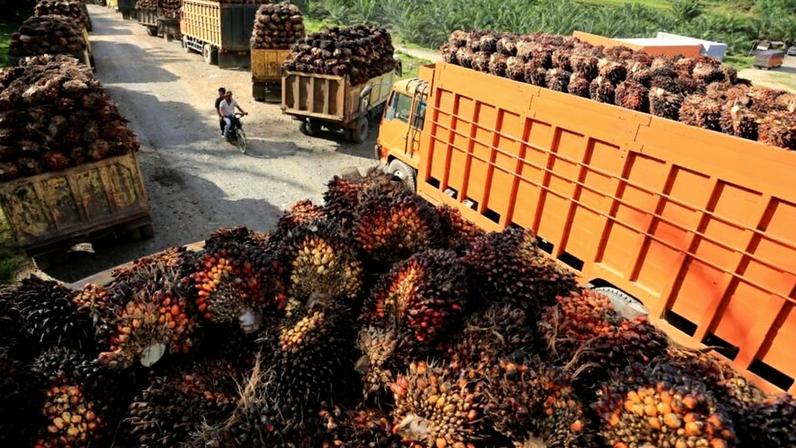 Frutos da palma na Indonésia