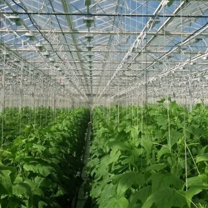 Guerra e alimentação: a corrida dos Emirados para obter alimento do deserto