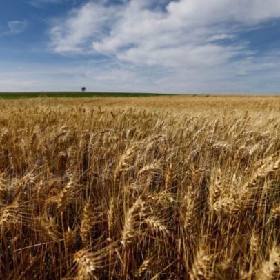 Safra de trigo no Paraná deve cair 12% em 2026, aponta Deral