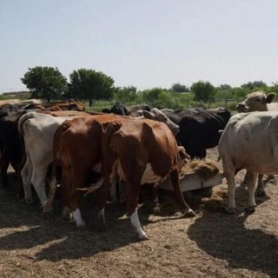 Frigol prevê 60% de aumento na produção de carne bovina em 2026