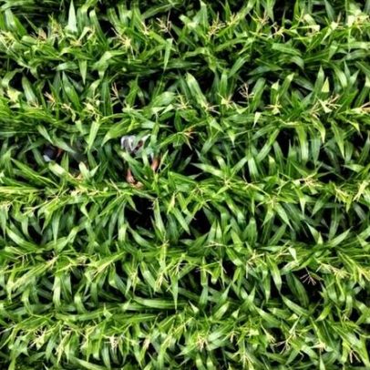 IGC projeta queda na oferta global de grãos e alerta sobre fertilizantes