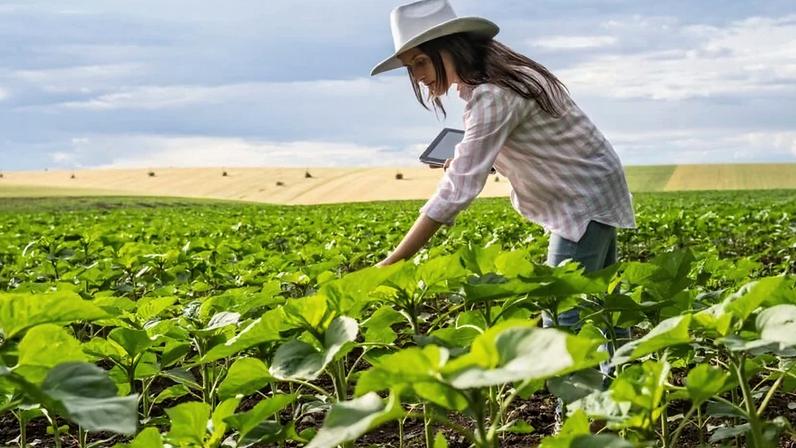 Fazendeira observando a produção em área agrícola