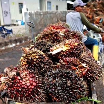 Índia amplia importações de óleo de palma, maior em seis meses