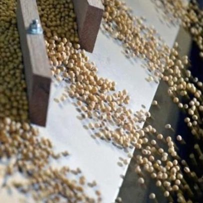 Esmagamento de soja nos EUA atinge recorde diário em fevereiro
