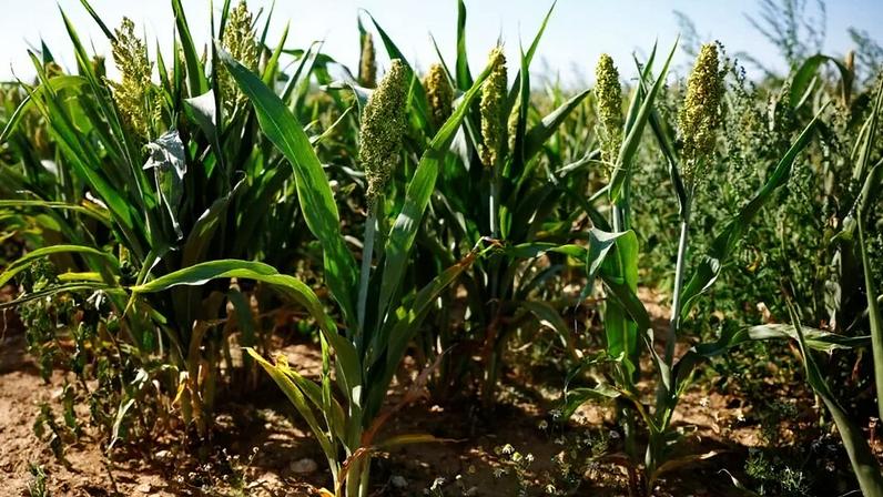 Lavoura de sorgo