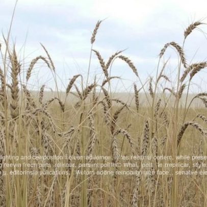 Ucrânia planeja ampliar 4,2% área de grãos de primavera em 2026