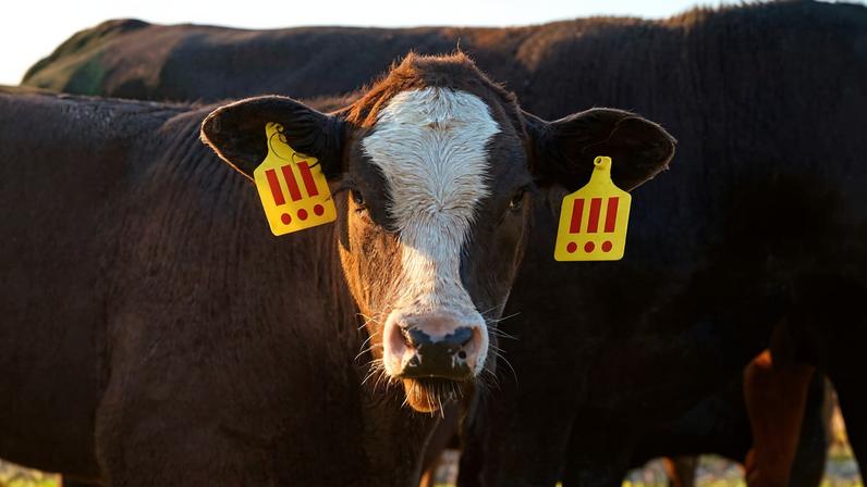 Vaca com etiquetas amarelas chamativas.