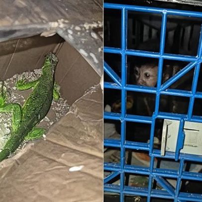 Três presos por transporte ilegal de animais silvestres no RJ