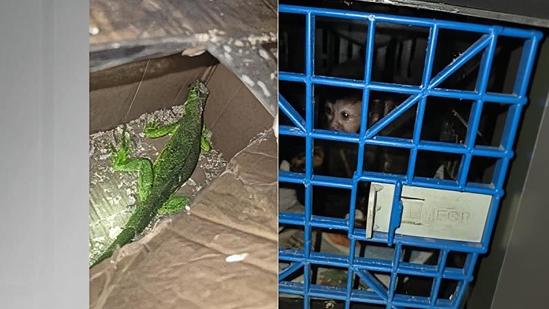 Animais teriam sido comprados em uma feira livre de São Paulo