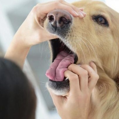 O que fazer se um animal engasga: orientações práticas