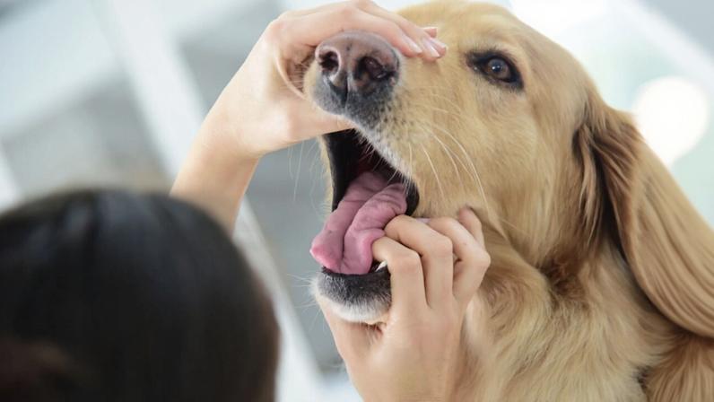 O que fazer se um animal engasga: orientações práticas