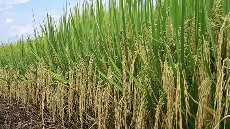 Lavoura de arroz no Rio Grande do Sul