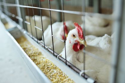 Governo brasileiro confirma primeiro foco de gripe aviária em granja comercial