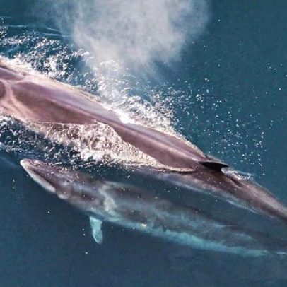 Com tratado de alto mar, países da África Ocidental planejam área protegida