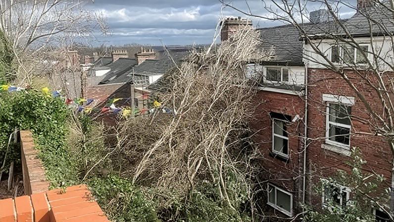 Árvore desaba sobre casa após ventos fortes