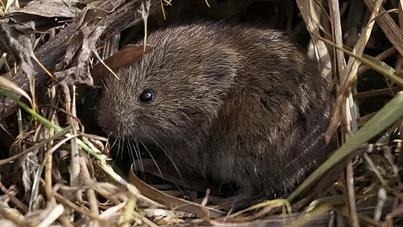 Recent flood events are not only having an immediate effect on wildlife, but also future reproduction