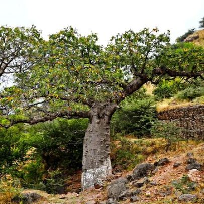 Besouro que devastava mangueiras agora mata baobás, aponta estudo