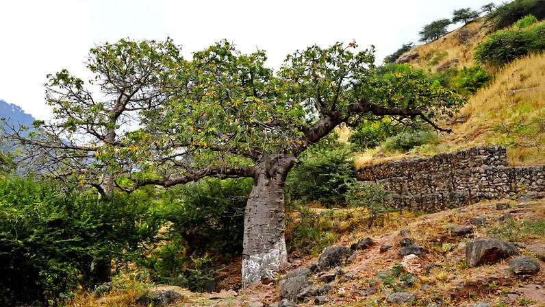 Besouro que devastava mangueiras agora mata baobás, aponta estudo
