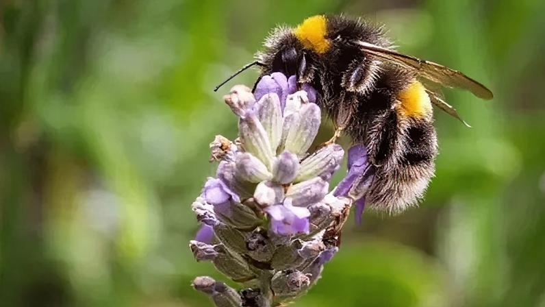 Convocação de voluntários para participação em pesquisa sobre insetos