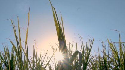 Plantação de cana-de-açúcar para produção de etanol