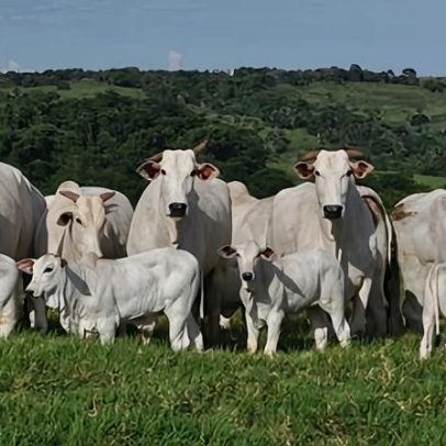 Arroba brasileira pode valer até US$ 75 no exterior