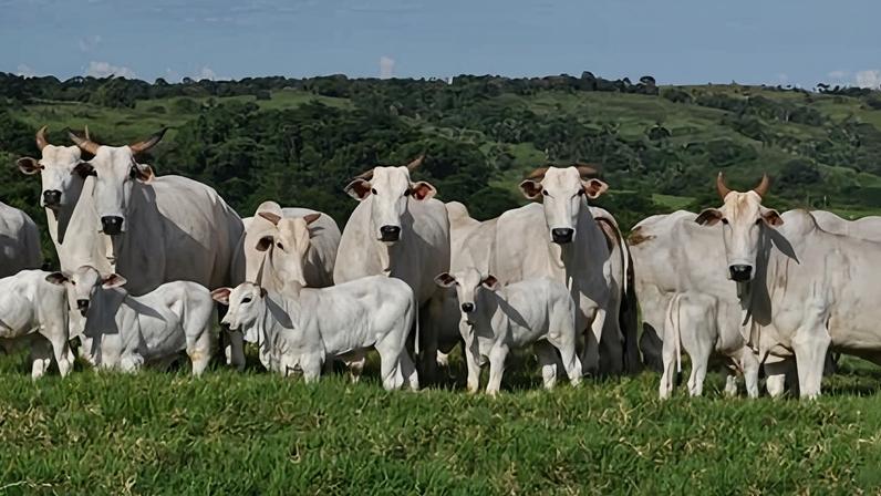 Consultoria aponta redução na oferta de animais, consumo interno aquecido e demanda global