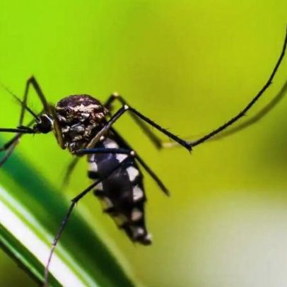 Surto de chikungunya mata indígenas e interrompe aulas na maior reserva urbana