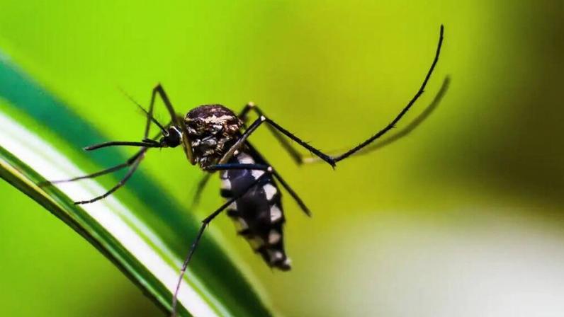 Aedes Aegypti, mosquisto transmissor da Dengue, Zika e Chikungunya