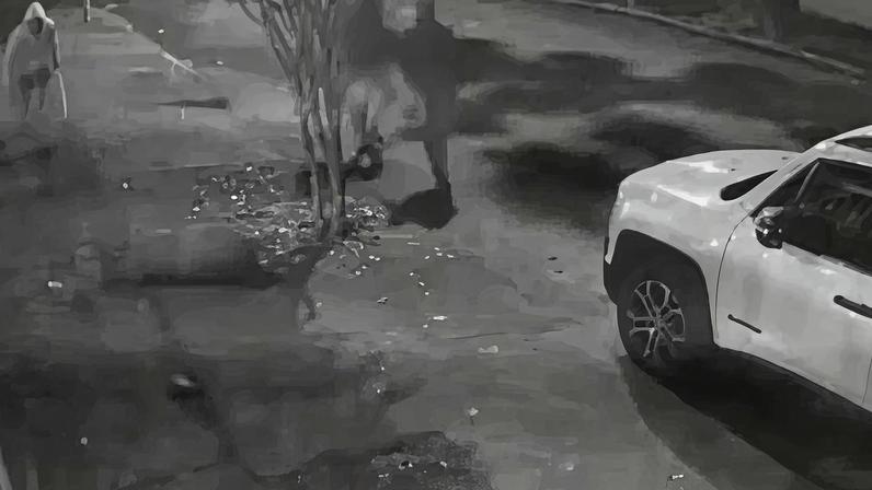 Grupo agride capivara com pauladas no Rio de Janeiro