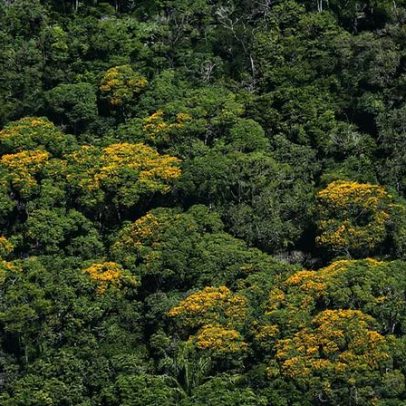 Mudanças climáticas alteram a floração de plantas tropicais, aponta estudo