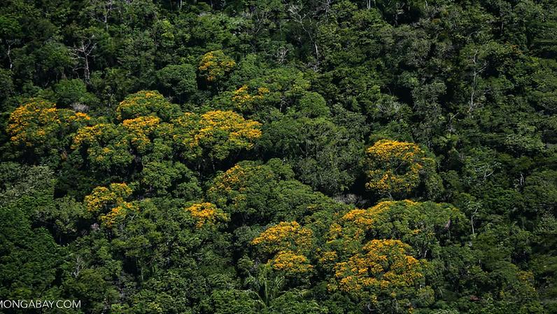 Mudanças climáticas alteram a floração de plantas tropicais, aponta estudo