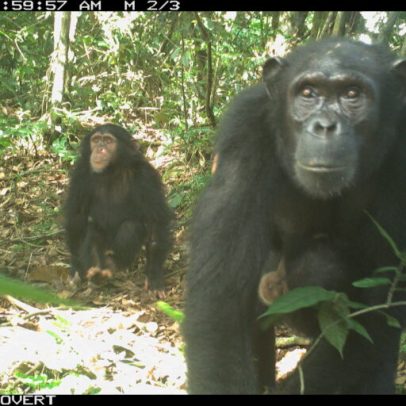 A década de conflito no Camarões coloca chimpanzés e conservacionistas em risco