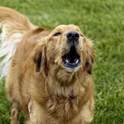 Cachorro latindo muito: possíveis causas e quando procurar veterinário