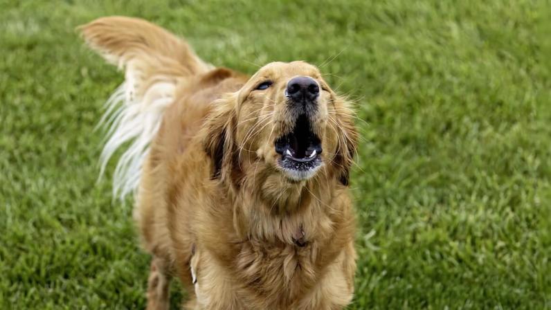 Cachorro latindo muito: possíveis causas e quando procurar veterinário