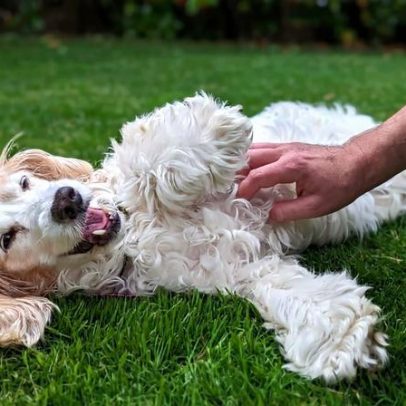 Cães reagem a cócegas, estudo investiga respostas