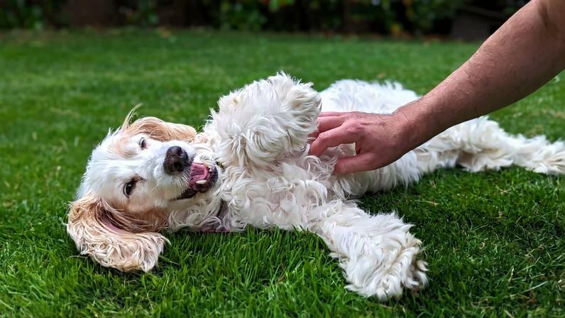 Cães reagem a cócegas, estudo investiga respostas
