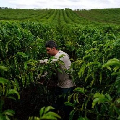 Cooxupé espera elevar recebimentos de café em 2026