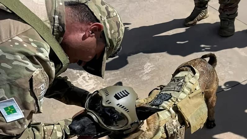 Cão farejador da Polícia Militar do Distrito Federal durante operação da Esplanada dos Ministérios