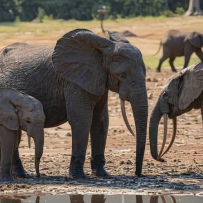 Há muitos dados de biodiversidade, mas poucas respostas de conservação