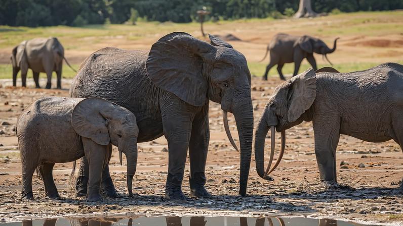 Há muitos dados de biodiversidade, mas poucas respostas de conservação
